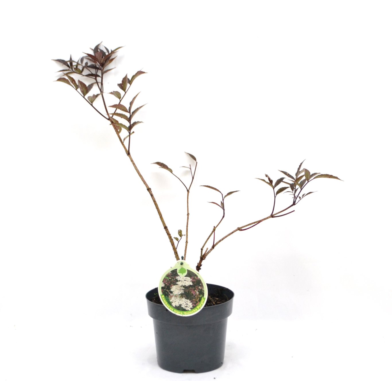 Sambucus nigra 'Guincho Purple' - C3 20-40 CM